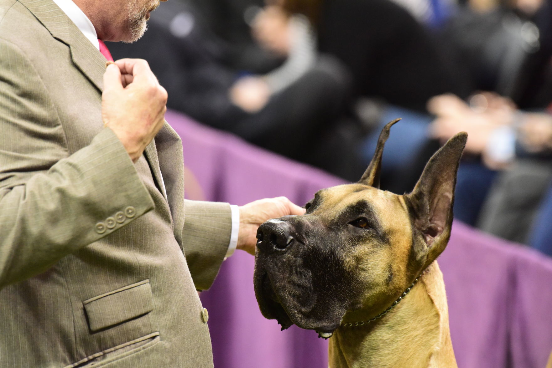 Great Dane